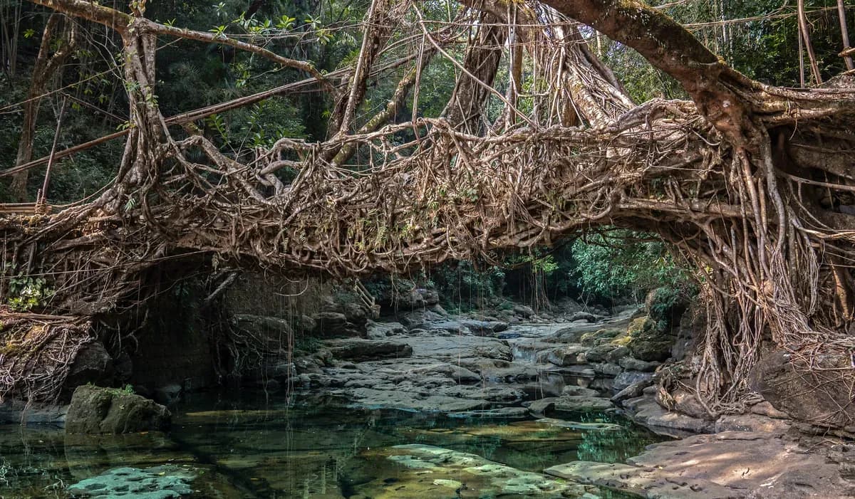 Khasi Living Root Bridge Over Stream